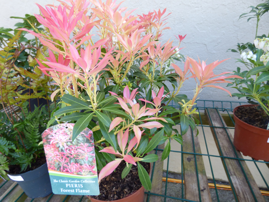 Pieris 'Forest Flame'