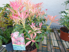 Pieris 'Forest Flame'