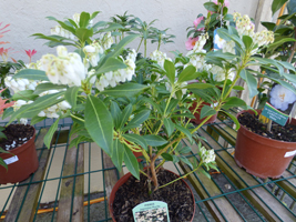 Pieris japonica 'Purity'