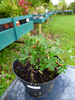 Potentilla fruitcosa 'Elizabeth'