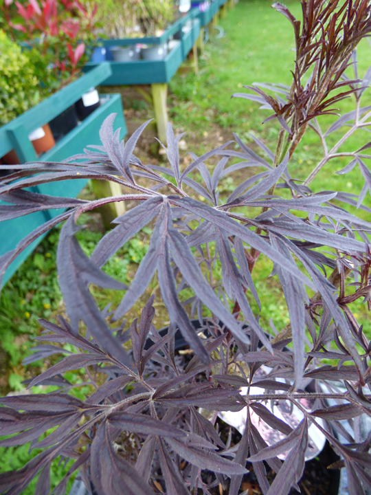Sambucus nigra 'Black Lace Eva'