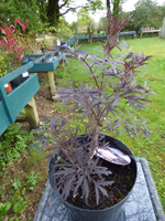 Sambucus nigra 'Black Lace Eva'
